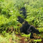 Gorilla Trekking Fitness & Training Guide
