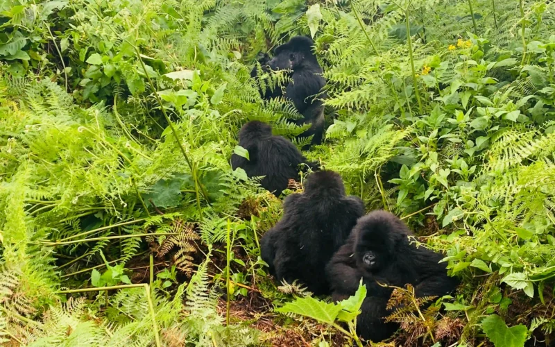 Gorilla Trekking Fitness & Training Guide