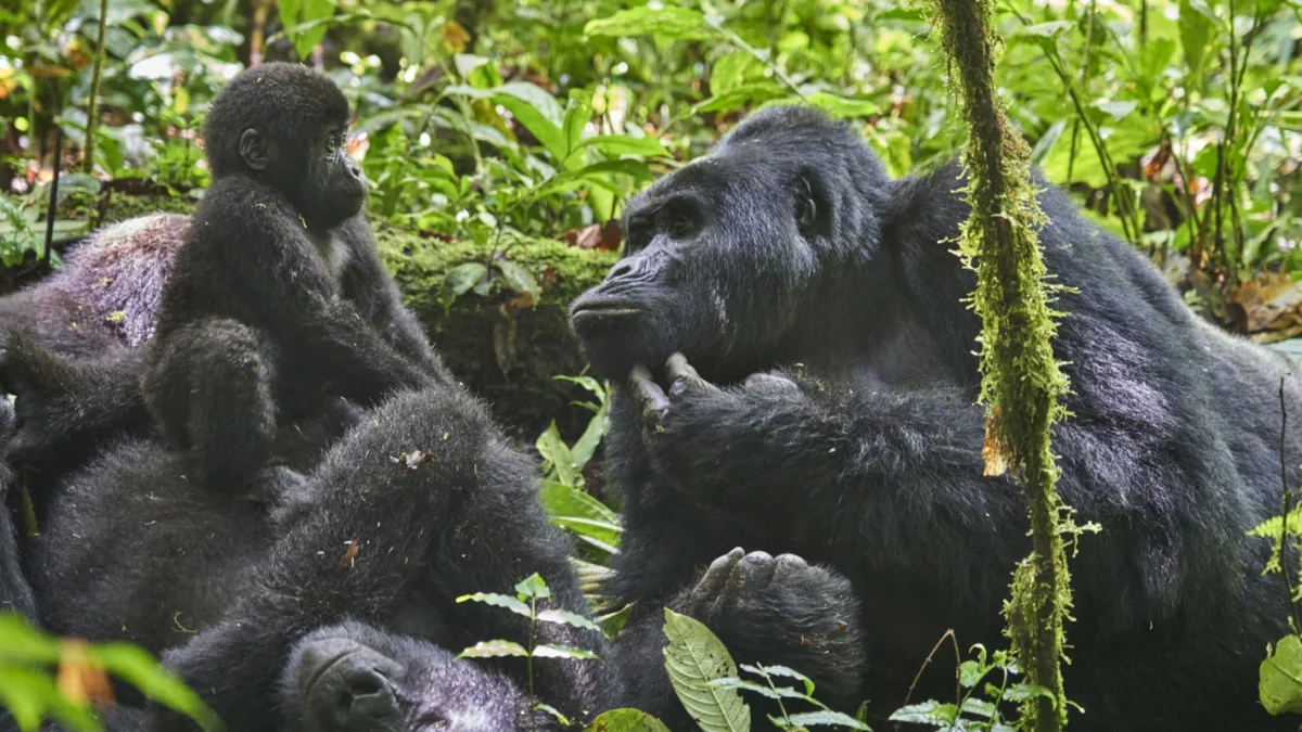 Rwanda Gorilla Trekking Cost 2026