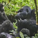 Rwanda Gorilla Trekking Cost 2026