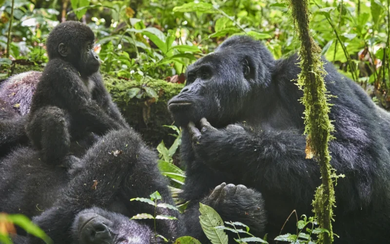 Rwanda Gorilla Trekking Cost 2026