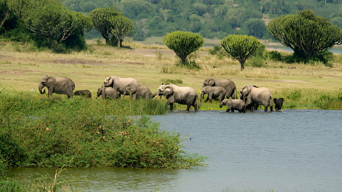 Best Safari in Uganda