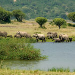 Best Safari in Uganda