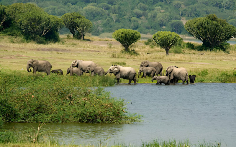 Best Safari in Uganda
