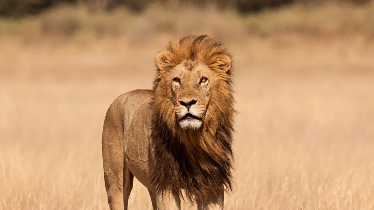 Before Your Tanzania Safari