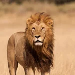 Before Your Tanzania Safari