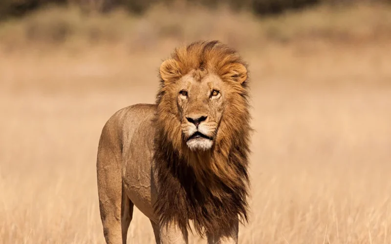 Before Your Tanzania Safari