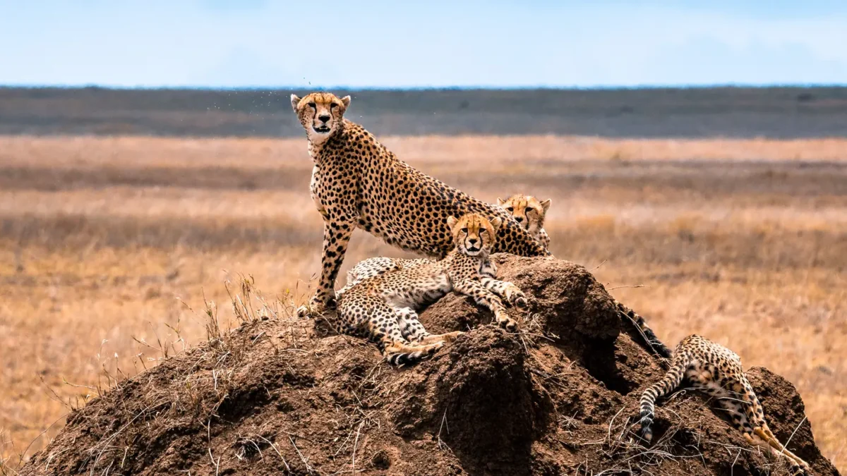 Best Safari in Tanzania