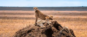 Best Safari in Tanzania