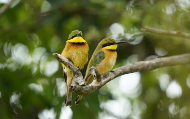 Birding Safari Cost Per Person in Uganda 2027-28