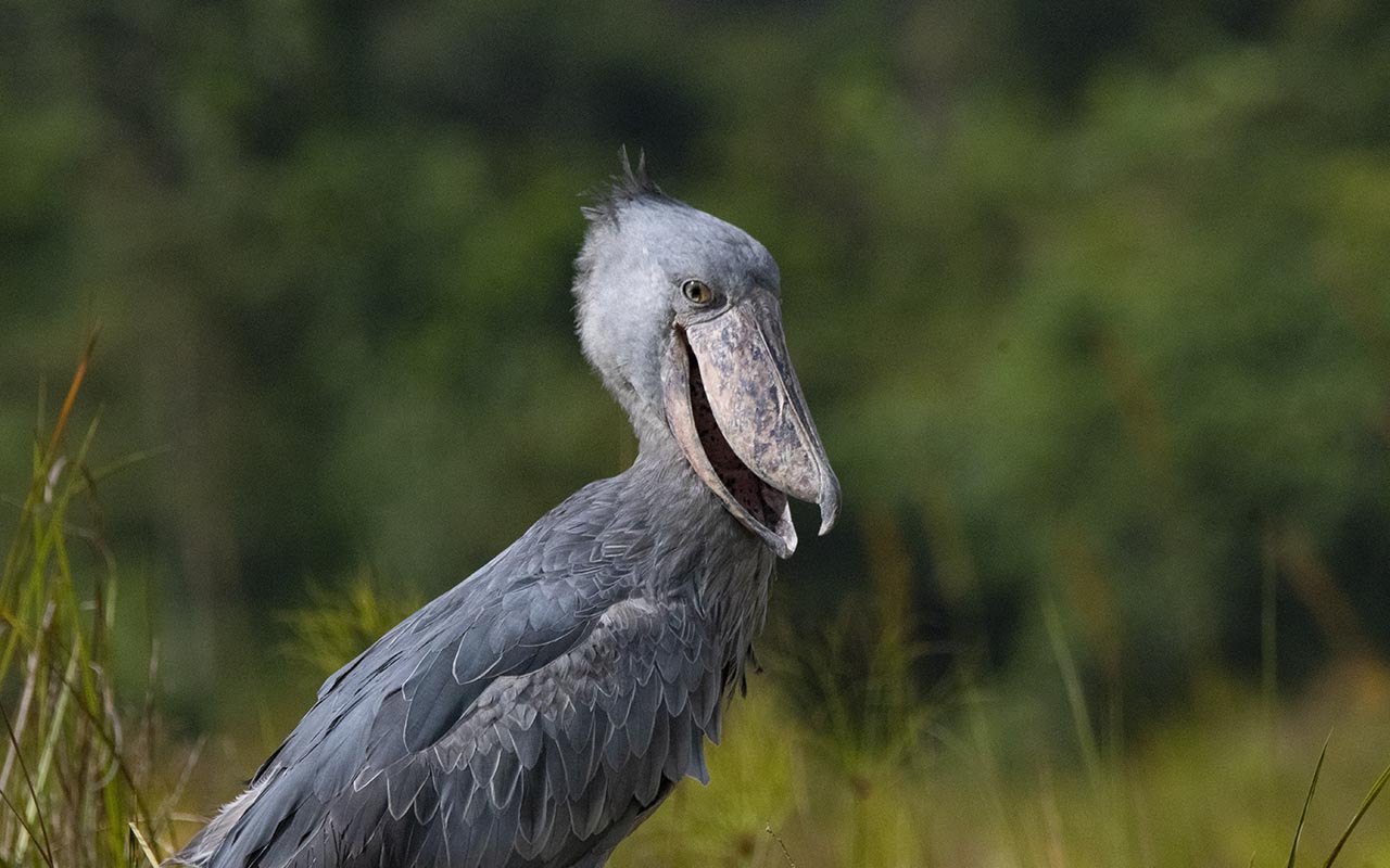 Uganda Birding
