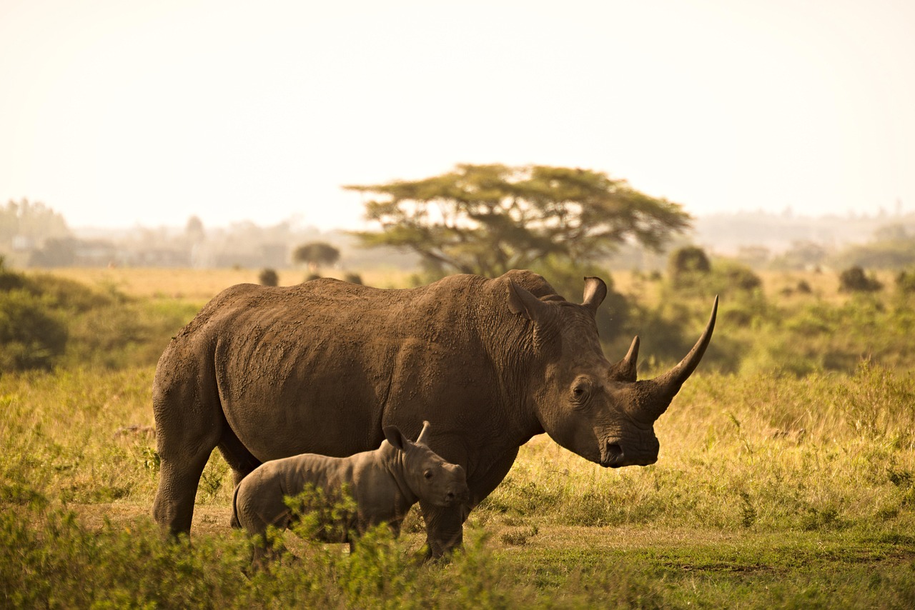 What is cheaper Kenya or Tanzania?