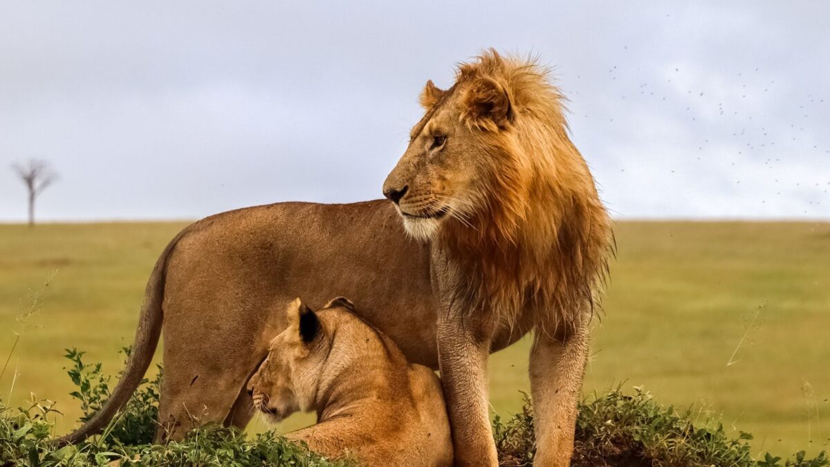 Which Month Is Best for Tanzania Safari?