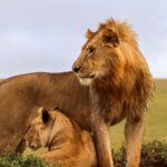 Which Month Is Best for Tanzania Safari?
