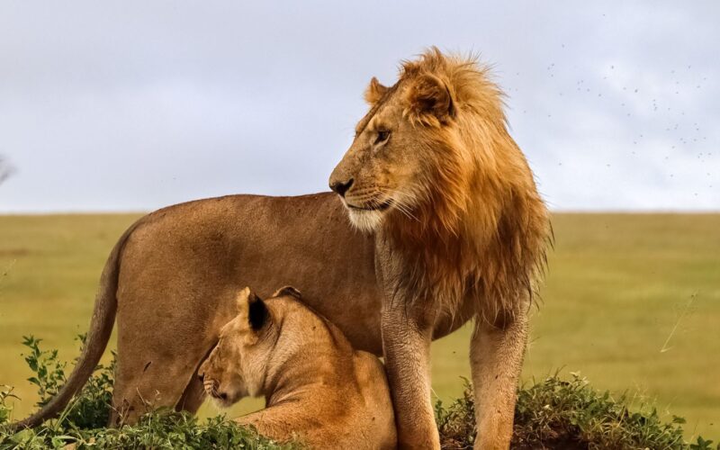 Which Month Is Best for Tanzania Safari?