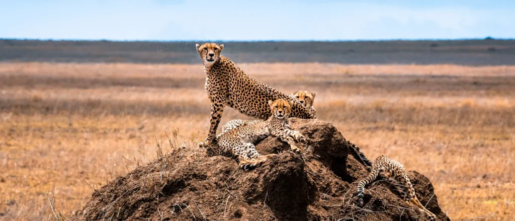 Safari experience in Tanzania