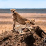 Safari experience in Tanzania