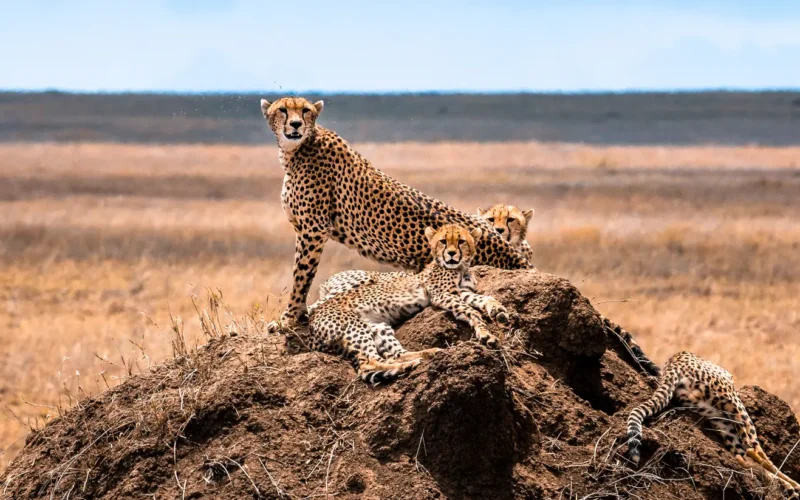 Safari experience in Tanzania