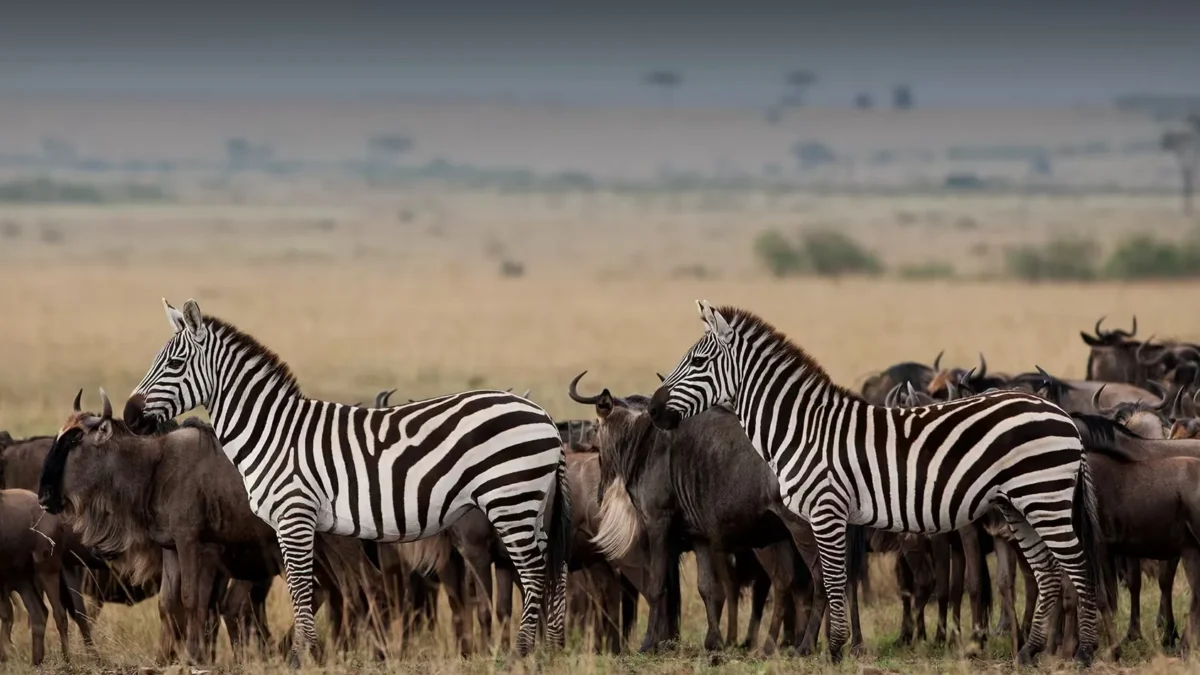 Masai Mara or Serengeti?