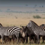 Masai Mara or Serengeti?