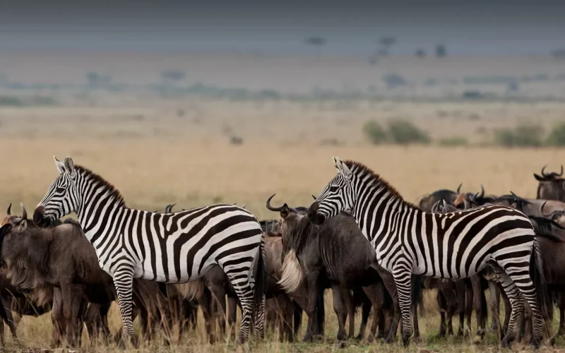 Masai Mara or Serengeti?