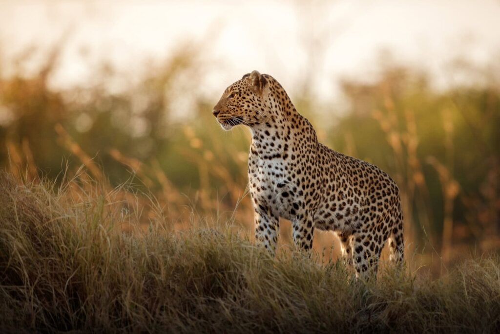 Tanzania Safari Packages Cost
