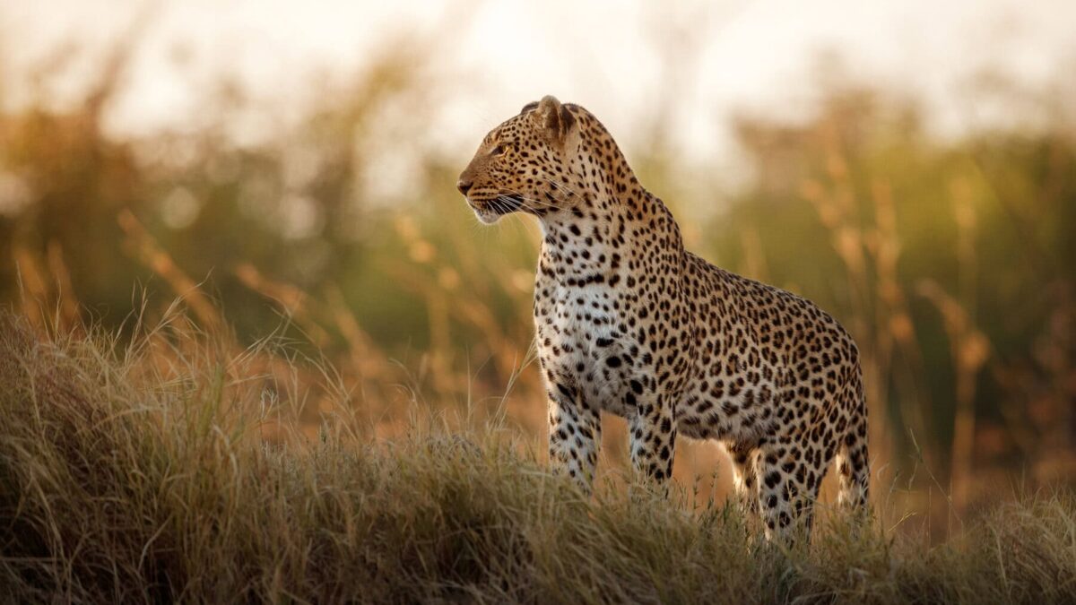 Tanzania Safari Packages Cost