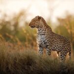 Tanzania Safari Packages Cost