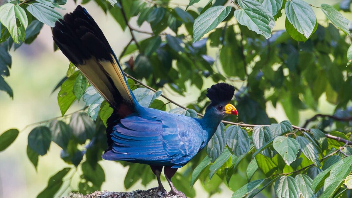 Bird Watching Tours in Uganda