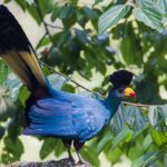 Bird Watching Tours in Uganda
