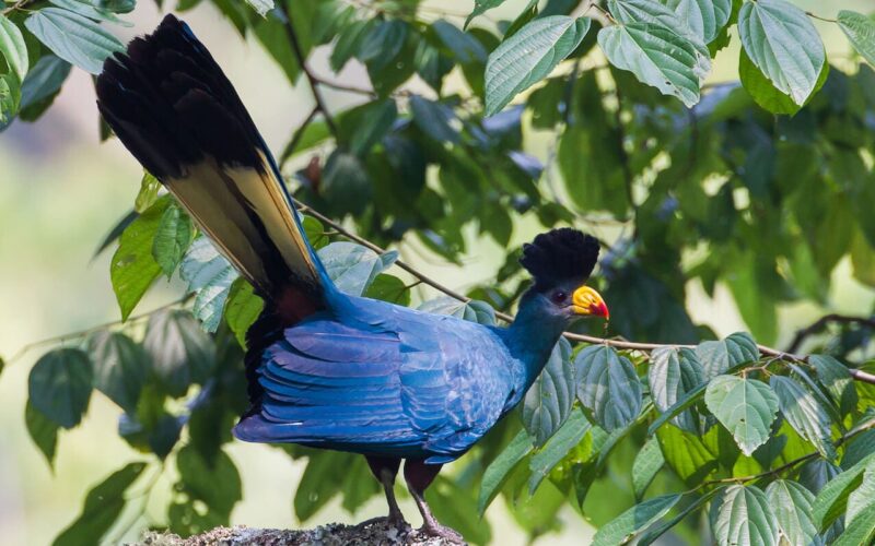 Bird Watching Tours in Uganda