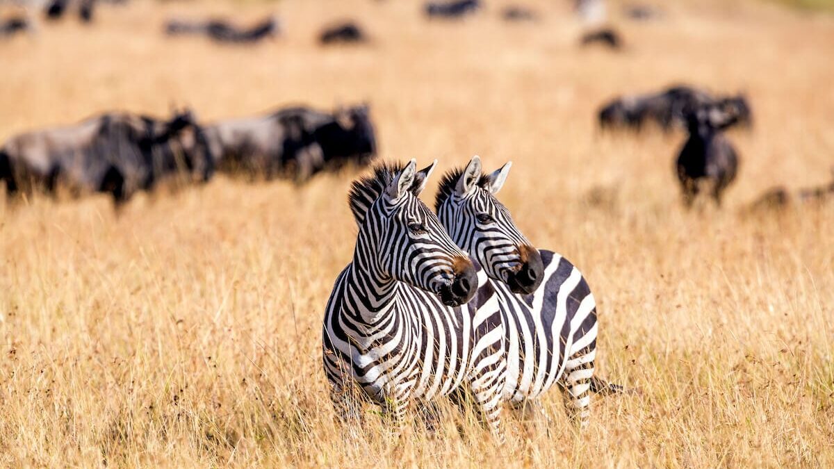 Is safari better in Tanzania or Kenya?