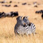 Is safari better in Tanzania or Kenya?