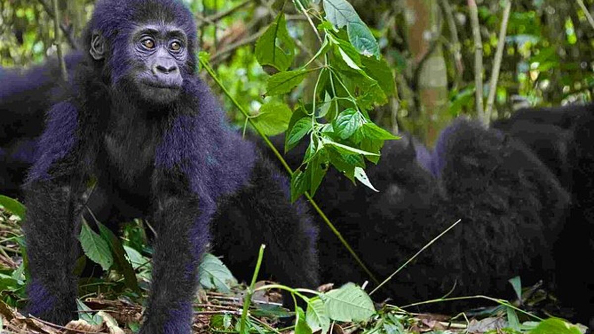 The Minimum Age for Gorilla Trekking