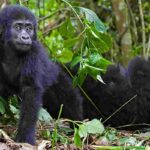 The Minimum Age for Gorilla Trekking