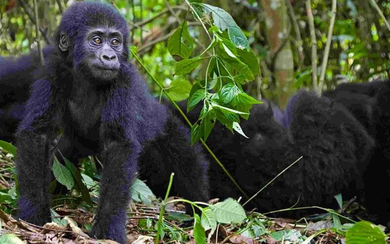 The Minimum Age for Gorilla Trekking